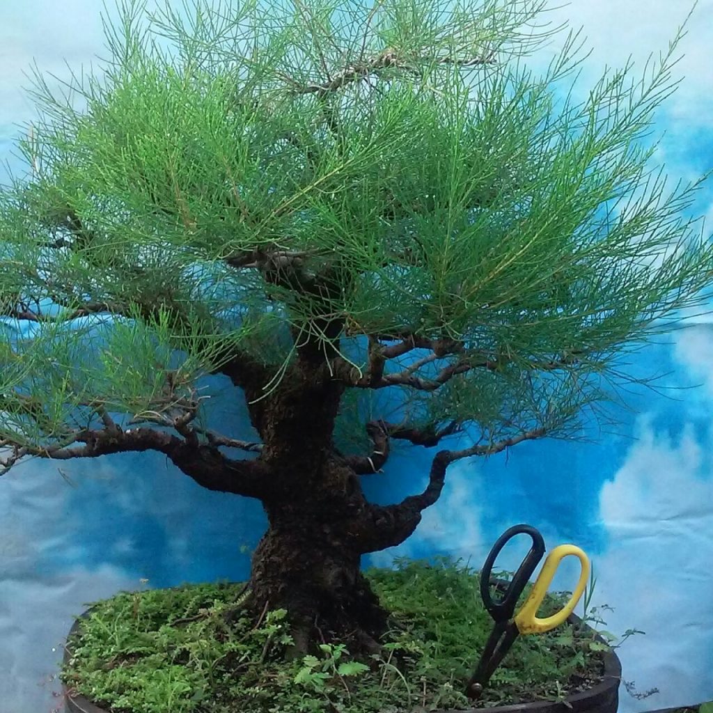 Cemara Udang Gaya Formal Jual Bonsai Murah Pohon Tanaman Indonesia Asia