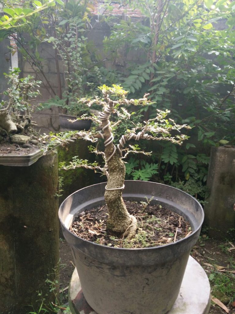 137 Kawista 2 Jual Bonsai Murah Pohon Tanaman Indonesia Asia