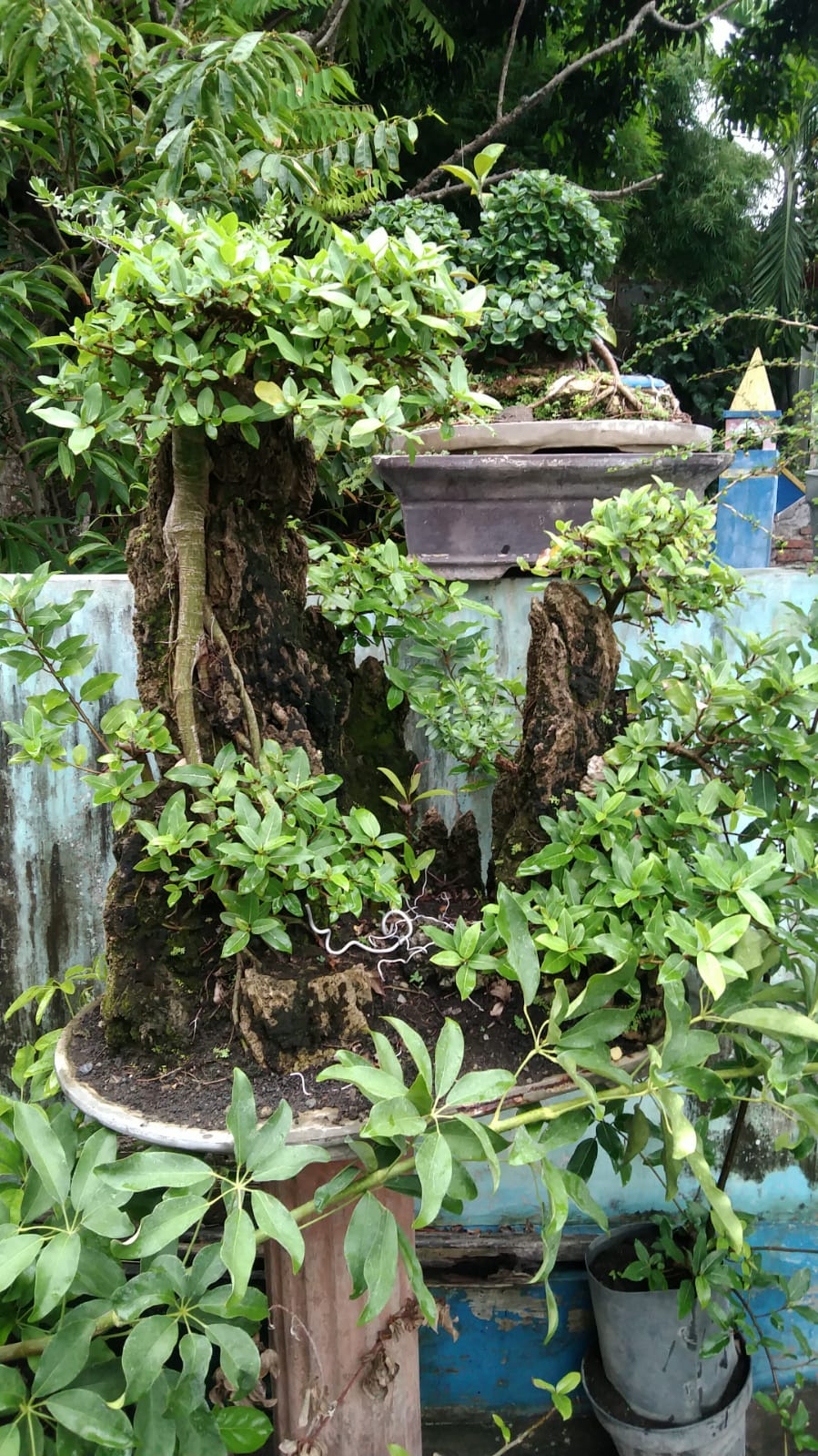 355. Loa Penjing Tinggi 85cm