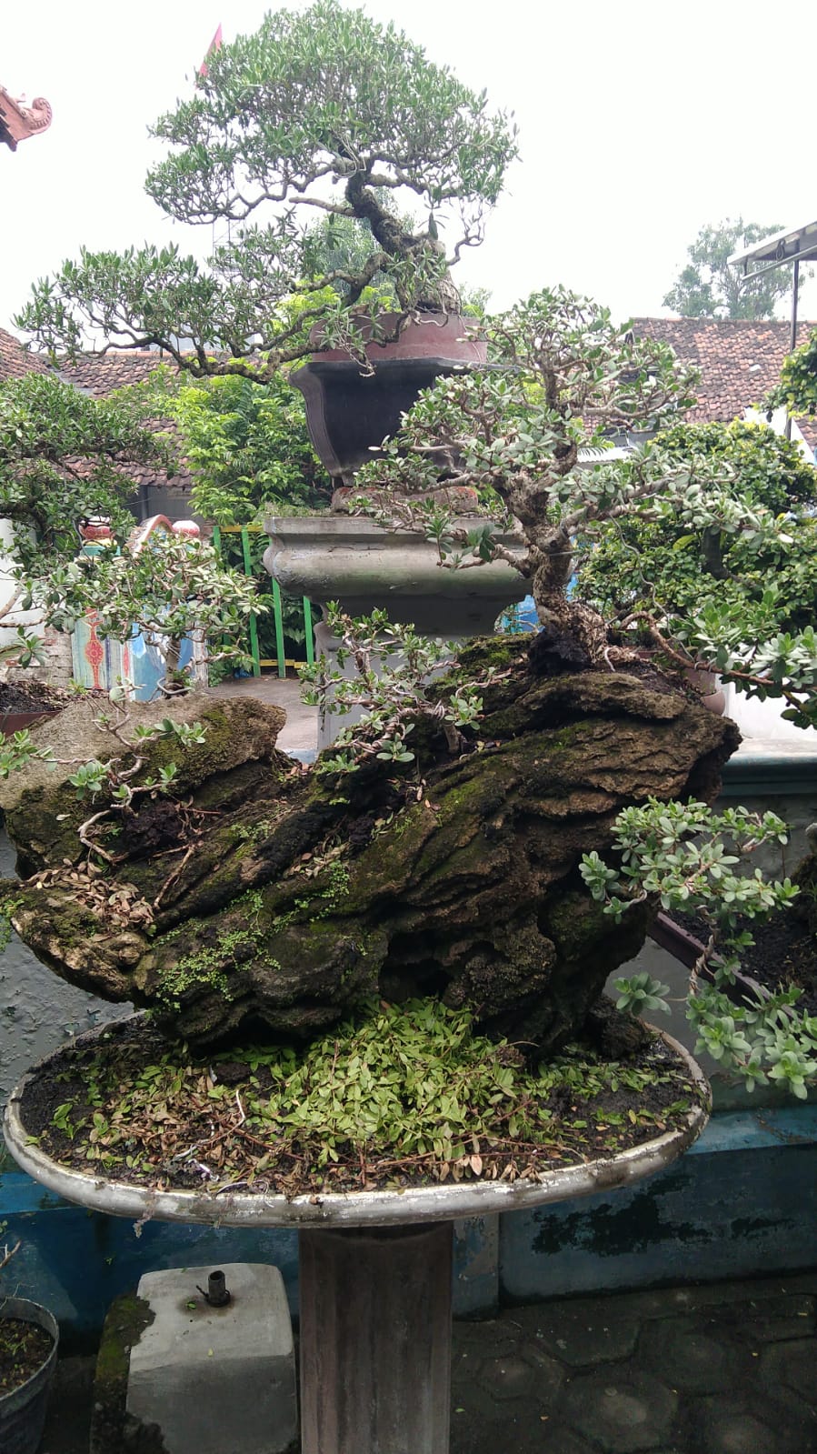 360. Santigi Penjing Tinggi 85cm